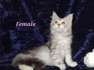 Maine Coon cats Pure Maine Coons Kittens For Sale - Advert 16