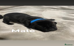 Labrador Retriever dogs for sale: Gorgeous Labrador Puppies   - Image 7