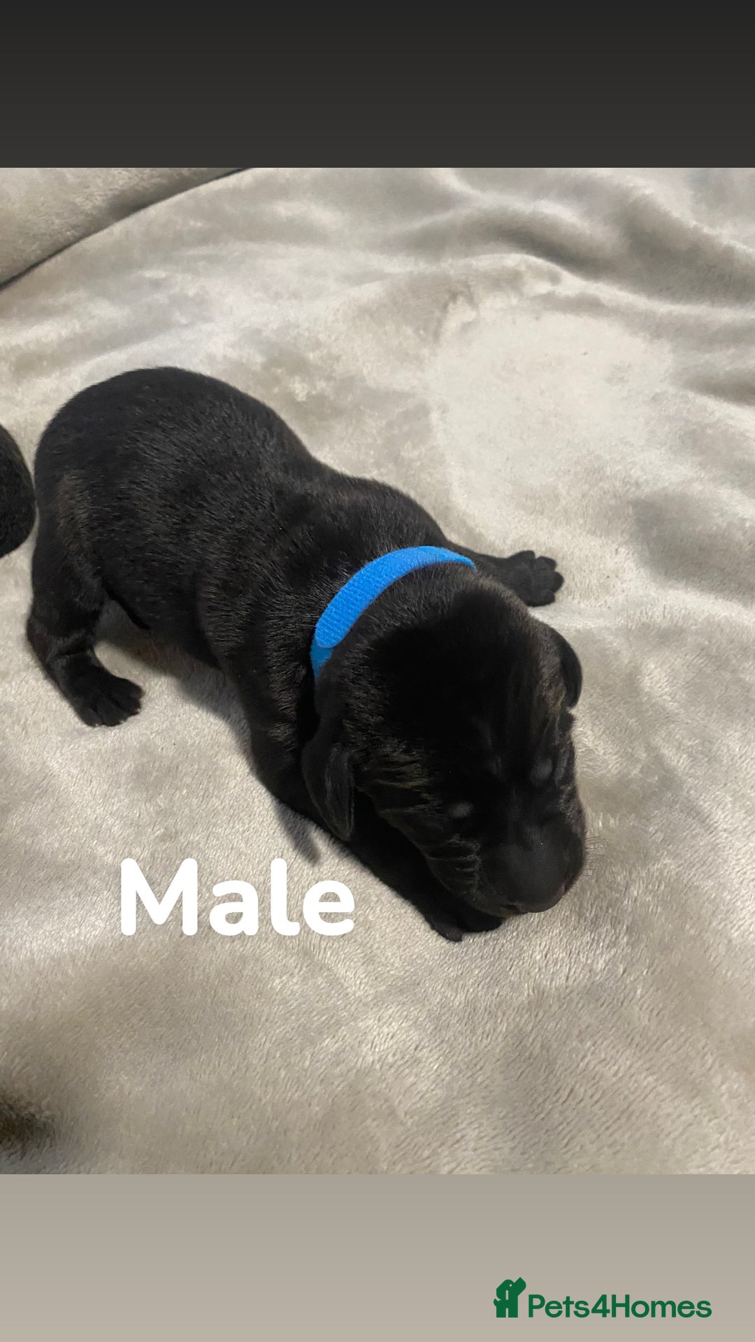 Labrador Retriever dogs for sale: Gorgeous Labrador Puppies   - Image 7