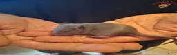 Rat rodents for sale: Baby dumbo rats - Advert 3