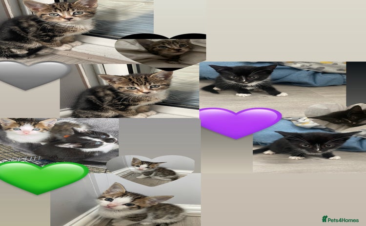 Mixed Breed cats - Advert 2