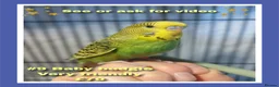 Budgerigars birds for sale: Pet baby budgies priced from £30. - Advert 6