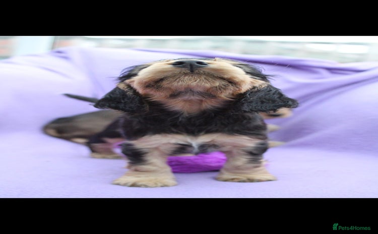 Cocker Spaniel dogs - Advert 6