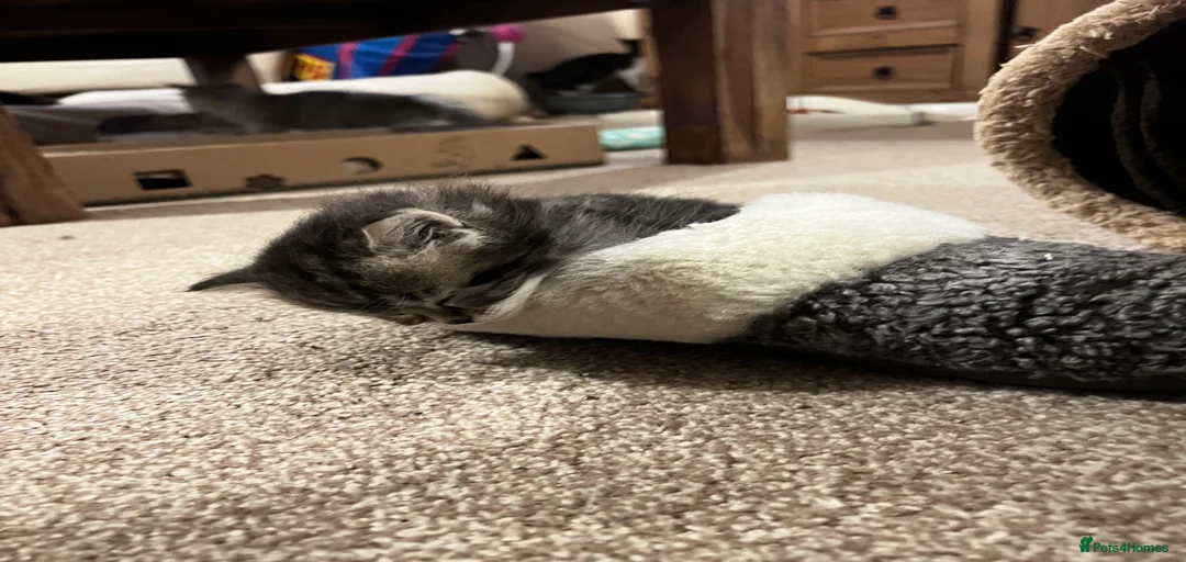 Gallery Image {{count}}