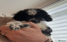 Toy Poodle dogs for sale: Rare parti poodle puppies - Image 7