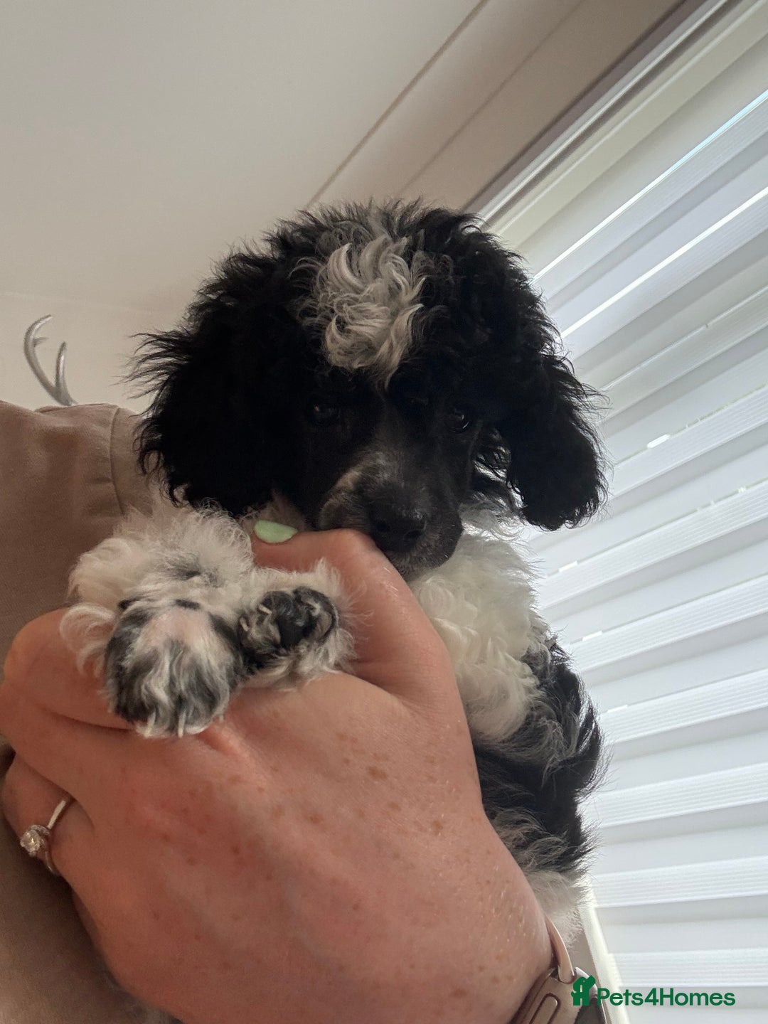 Toy Poodle dogs for sale: Rare parti poodle puppies - Image 7