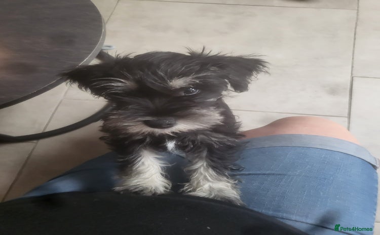 Miniature Schnauzer dogs - Advert 1
