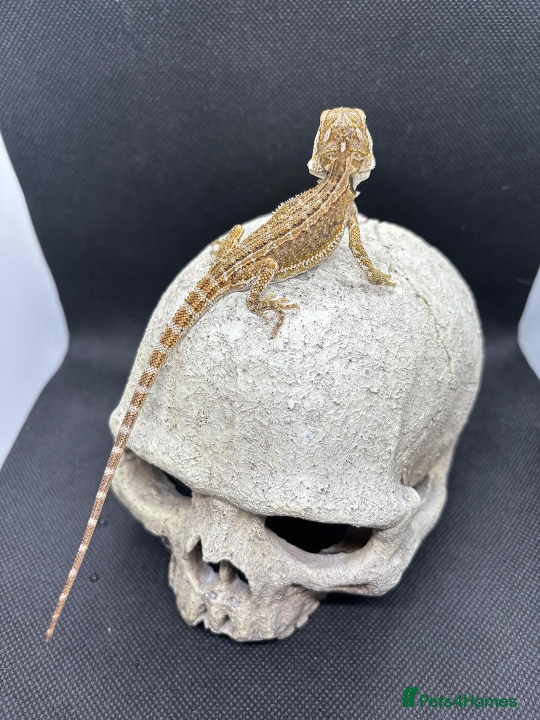 Bearded Dragon reptiles for sale: Spectacular baby dragons *ready now* in Pontypool - Advert 12