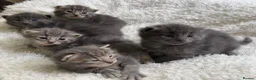 Mixed Breed cats for sale: Adorable grey kittens & tabby grey kittens  in Salisbury - Advert 4
