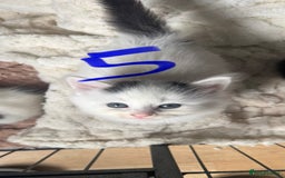 Mixed Breed cats for sale: 6 kittens for sale  - Image 5