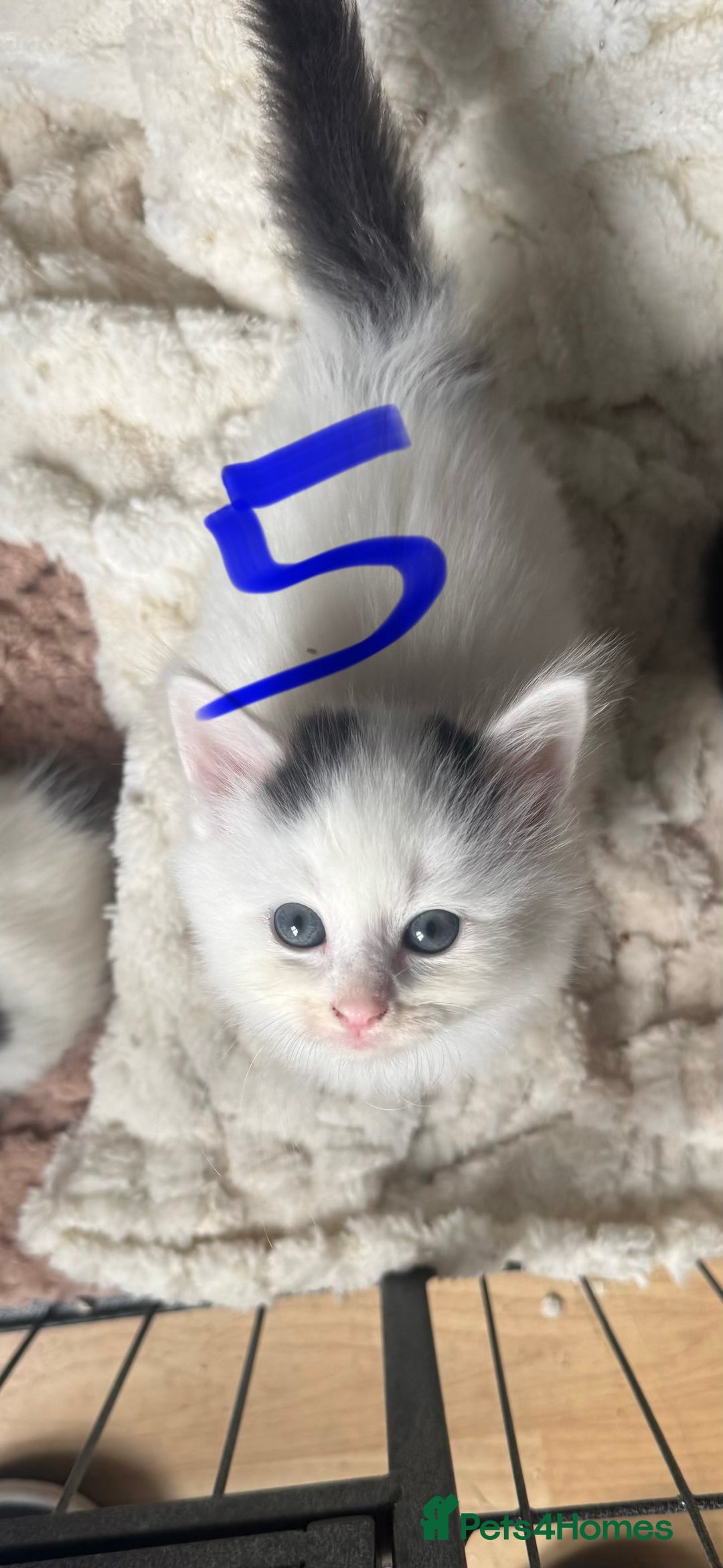 Mixed Breed cats for sale: 6 kittens for sale  - Image 5