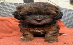 Shihpoo dogs for sale: Fluffy ShihPoo puppies - Image 19
