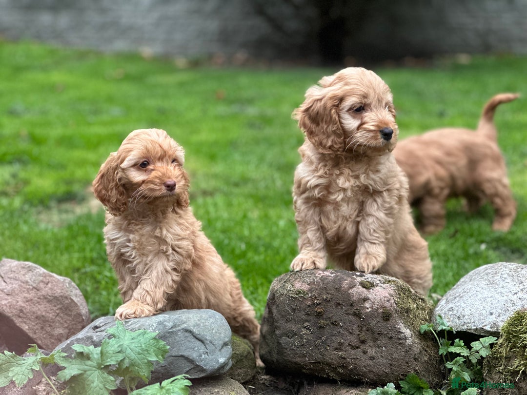 Cockapoo dogs for sale: Stunning cockapoos ready now for loving homes  - Image 7