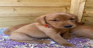 Labrador Retriever dogs - Advert 1