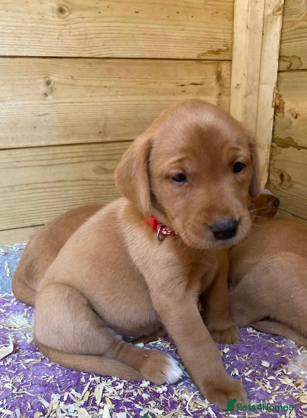 Labrador Retriever dogs for sale: Beautiful litter of KC labrador puppies  - Image 2
