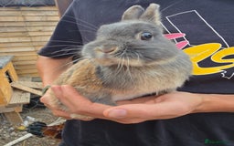 Mixed Breed rabbits for sale: Pair of bucks - Image 2