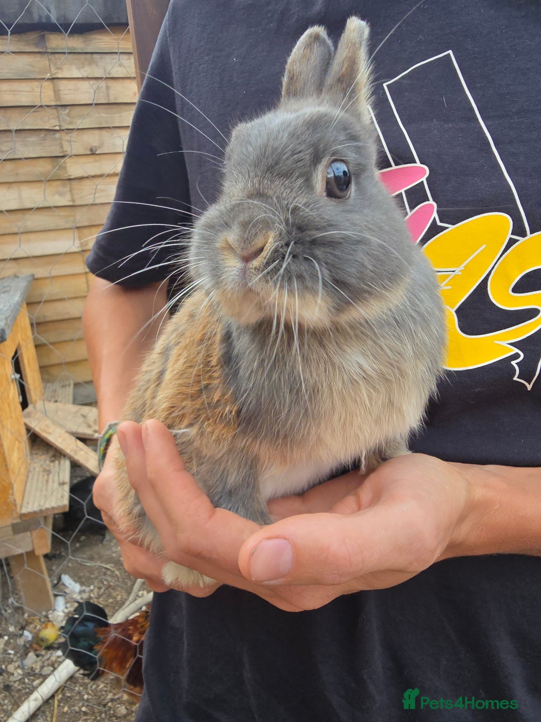 Mixed Breed rabbits for sale: Pair of bucks - Image 2