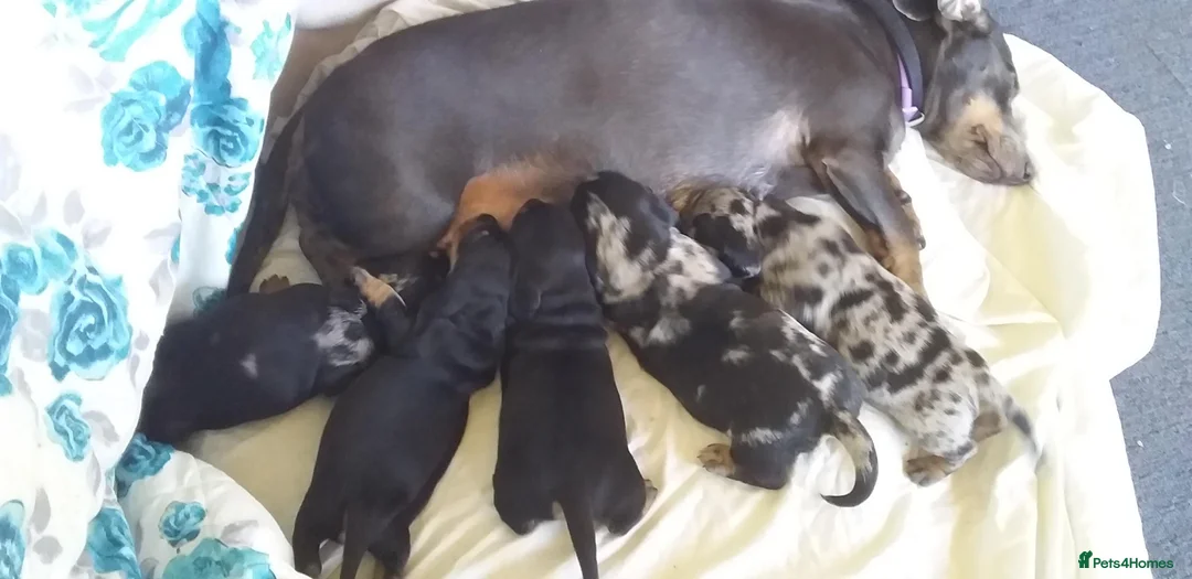 Miniature Dachshund dogs for stud: KC Chocolate dapple boy for stud very gentle. in Skegness - Advert 21