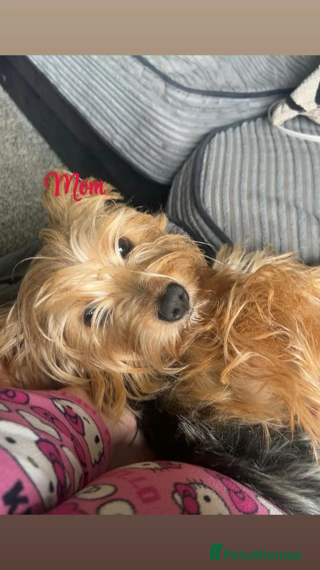 Yorkshire Terrier dogs for sale: Yorkshire terrier puppies - Advert 1