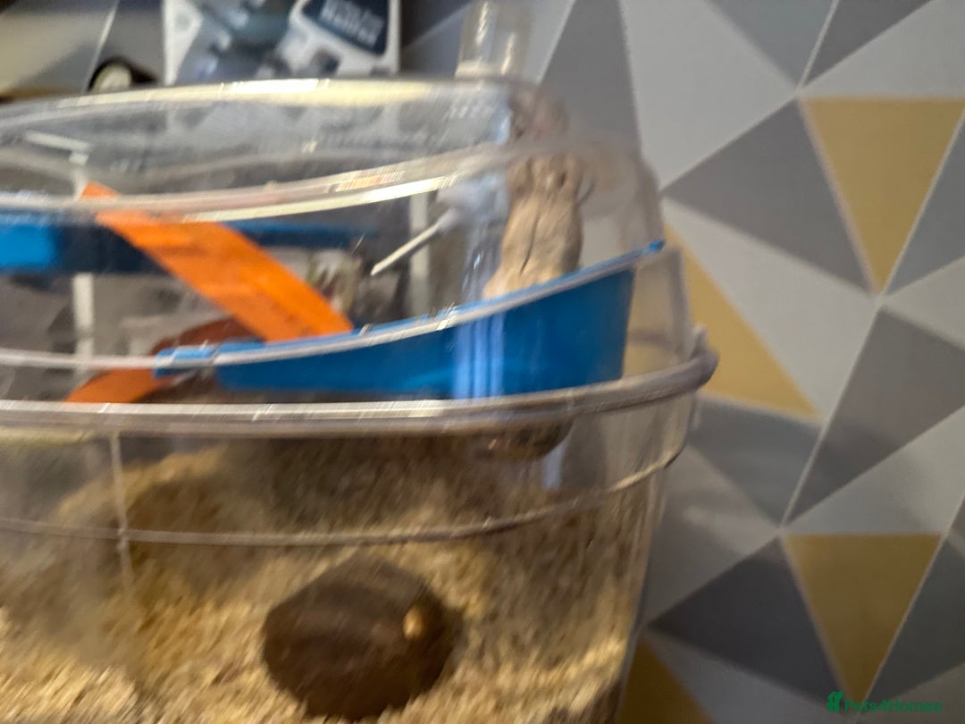 Gerbil rodents for sale: 2x FREE gerbils with cages - Image 5