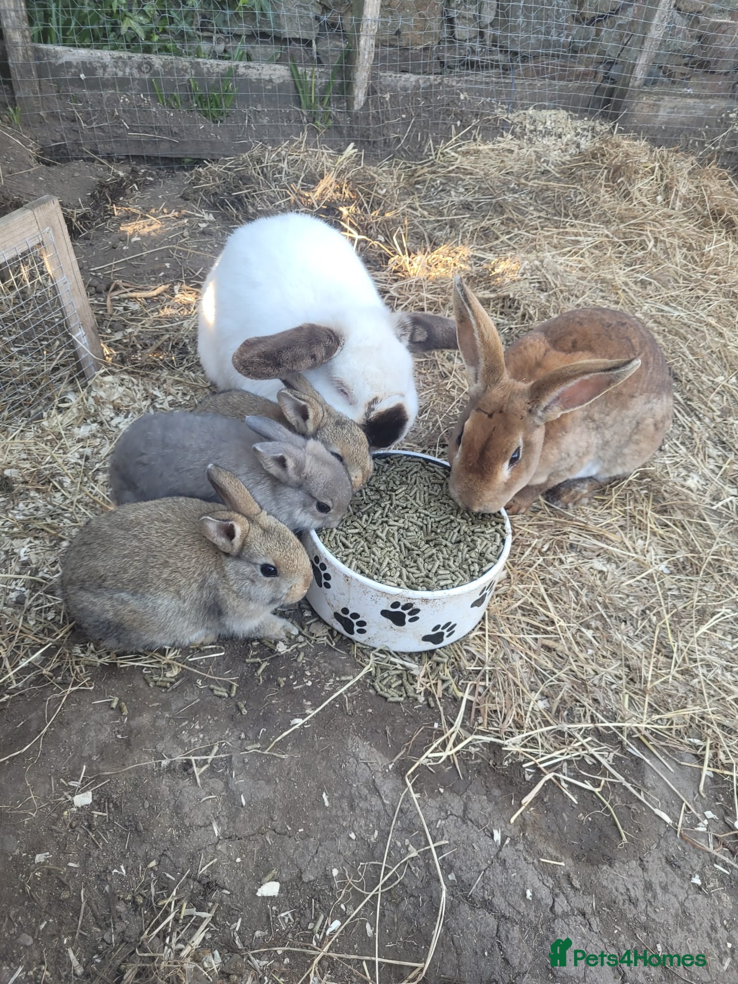 Mixed Breed rabbits Standard Rex x Californian Rabbits - Advert 1
