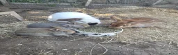 Mixed Breed rabbits for sale: Standard Rex x Californian Rabbits in Peterhead - Advert 1