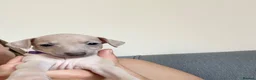 Italian Greyhound dogs for sale: Health tested KC reg Italian Greyhound Puppies  - Advert 5