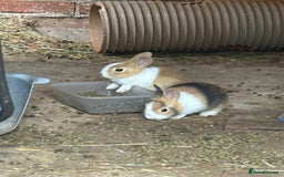 Tri Coloured Dutch rabbits for sale: Tricoloured Dutch Rabbits - Image 10