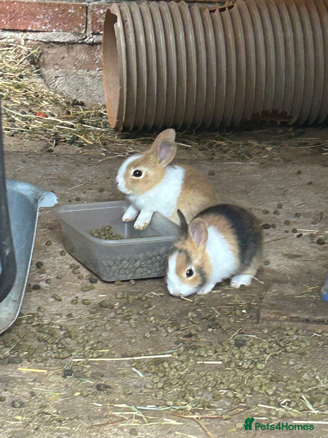 Tri Coloured Dutch rabbits for sale: Tricoloured Dutch Rabbits - Image 10