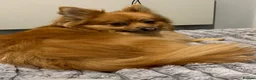 Pomeranian dogs for sale: Fox face pomeranians - Advert 10