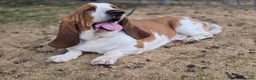 Basset Hound dogs for stud: Basset Hound Proven Stud - Advert 3