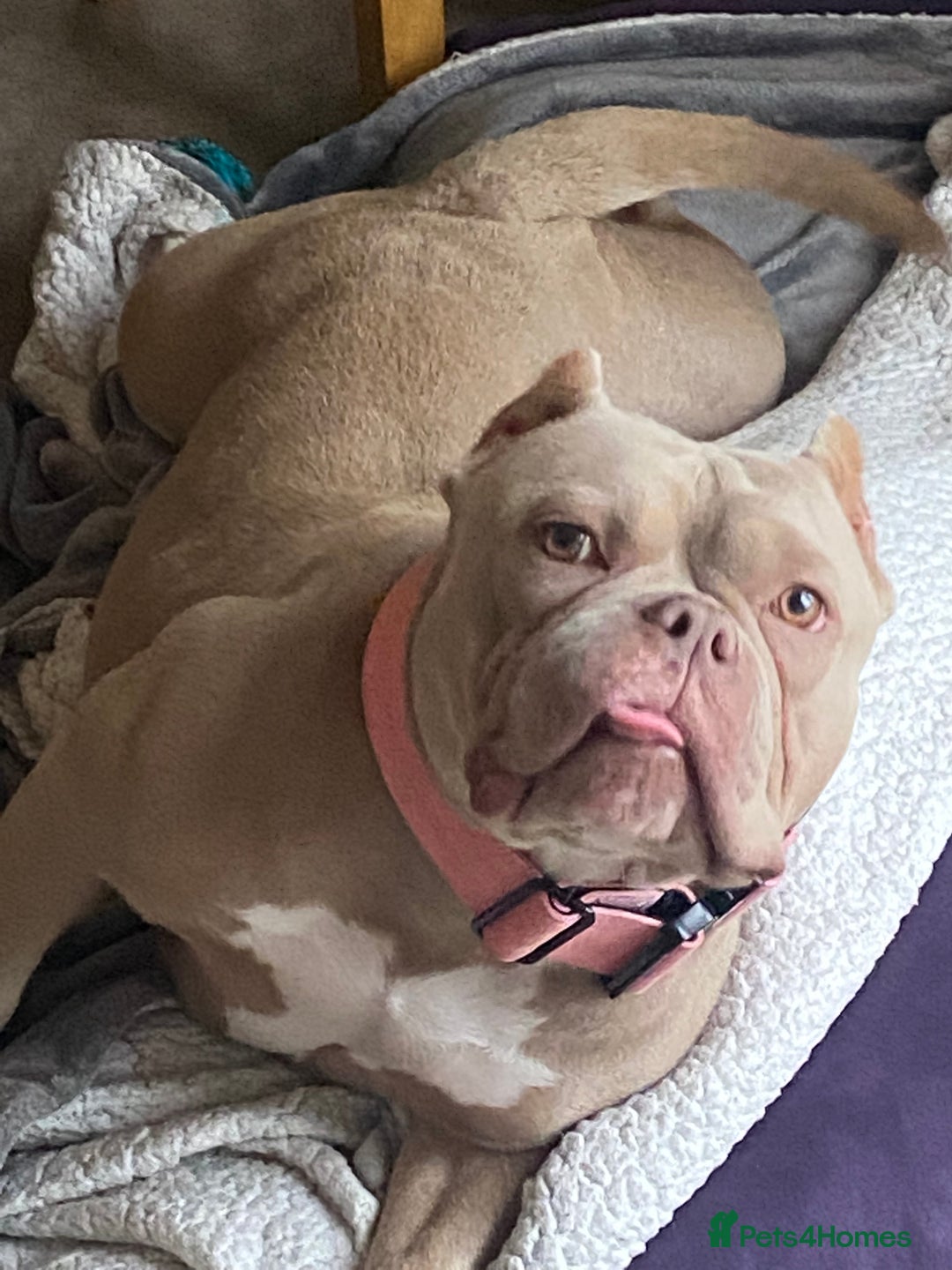 Mixed Breed dogs for sale: rehoming a 3 year old pocket bully  - Advert 1