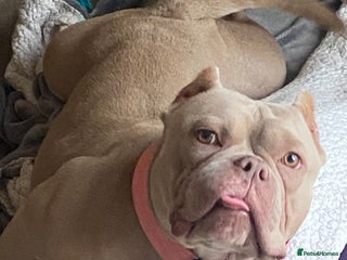 Mixed Breed dogs rehoming a 3 year old pocket bully - Advert 1