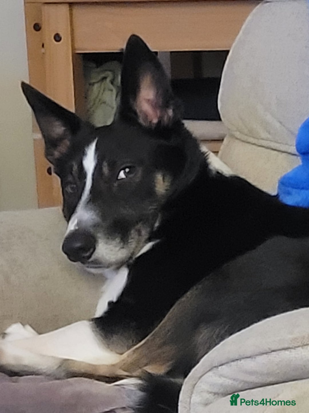 Border Collie dogs for sale: Jasper(Border Collie) - Advert 2