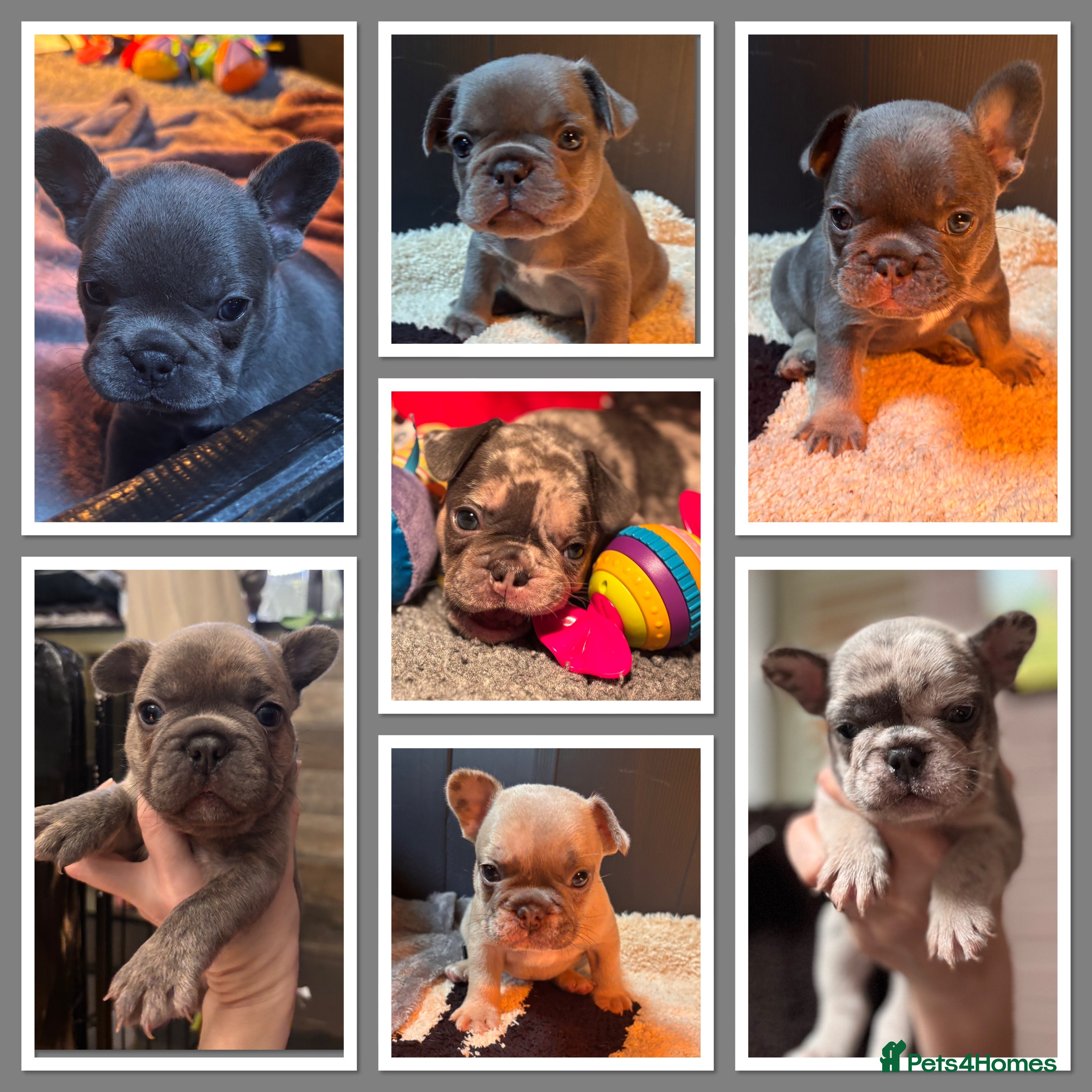 French Bulldog dogs Beautiful Frenchie Babies Seeking Forever Families - Advert 5