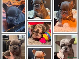 French Bulldog dogs Beautiful Frenchie Babies Seeking Forever Families - Advert 5