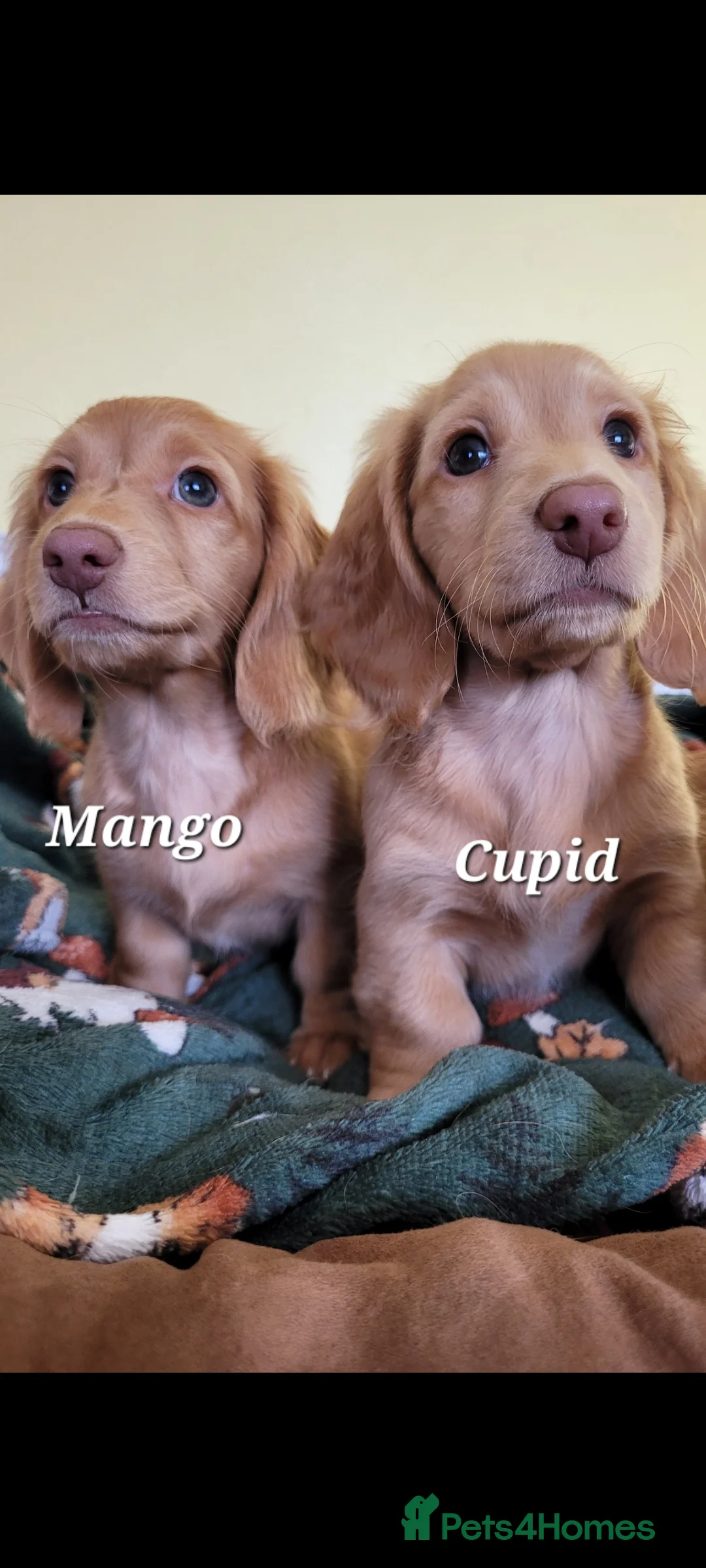 Dachshund dogs for sale: Long Haired KC Miniature Dachshund(LAST BOY) - Advert 20