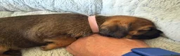 Border Terrier dogs for sale: 2 x Bitches  in Antrim - Advert 7