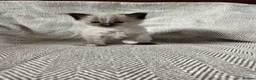 Ragdoll cats for sale: Beautiful main coon x ragdoll kittens  in Daventry - Advert 17