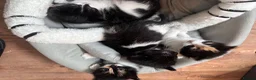 Mixed Breed cats for sale: Beautiful 8week old kittens  - Advert 32