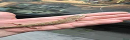 Skink reptiles for sale: 1yo male pink tounge skink  - Advert 2