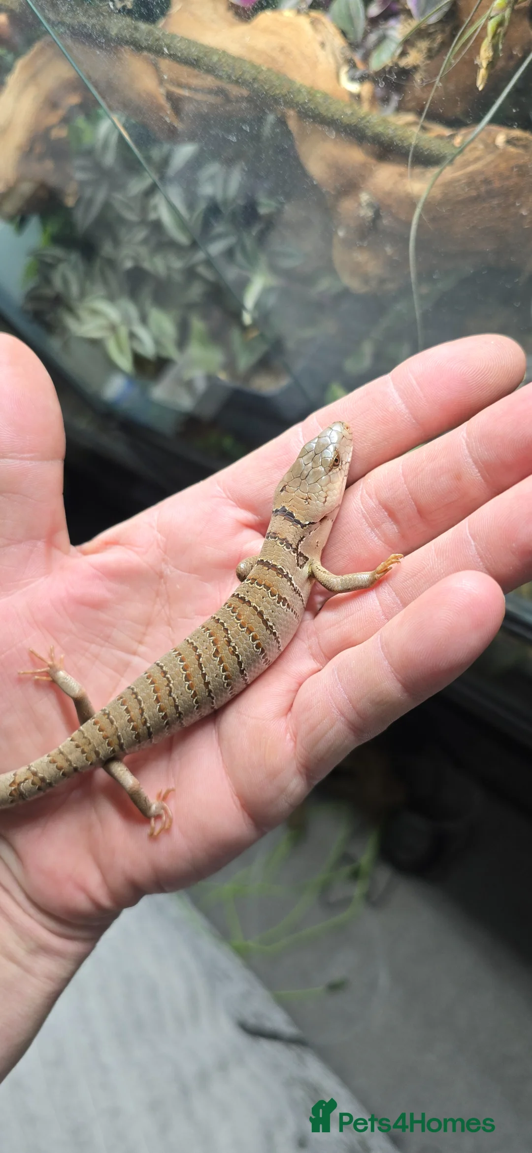 Skink reptiles for sale: 1yo male pink tounge skink  - Advert 2