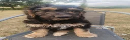 Cockapoo dogs for sale: 1 boy remaining,F1 cocapoo  - Advert 3