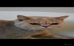 British Shorthair cats for sale: Two beautiful British shorthairs - Image 7