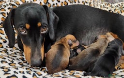 Dachshund dogs for sale: Dachshund Puppies - Image 20