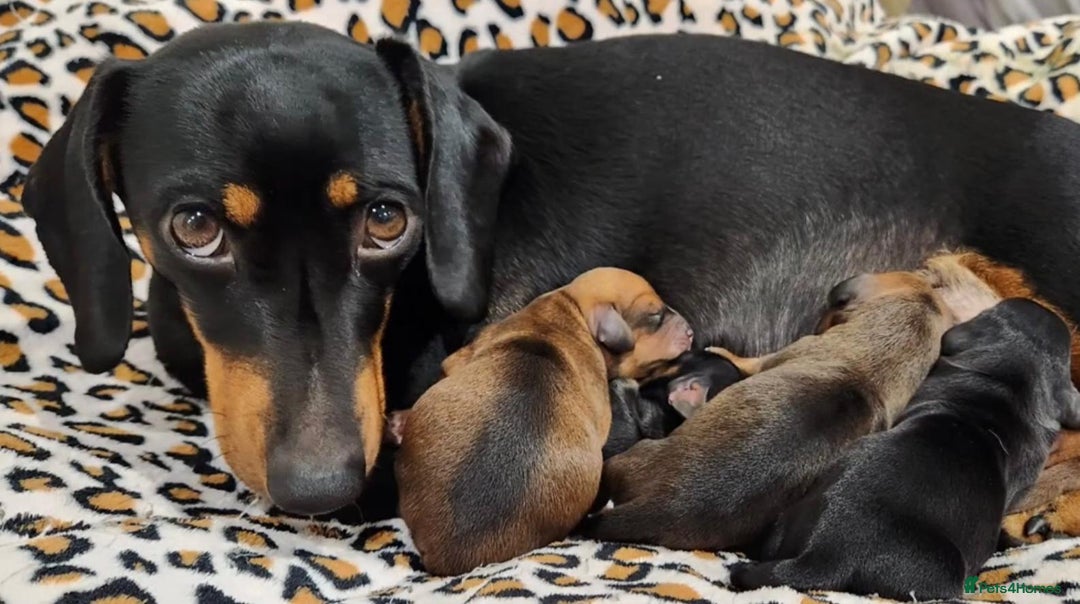 Dachshund dogs for sale: Dachshund Puppies - Image 20