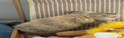 Mixed Breed rabbits for sale: Baby bunnies  - Advert 2