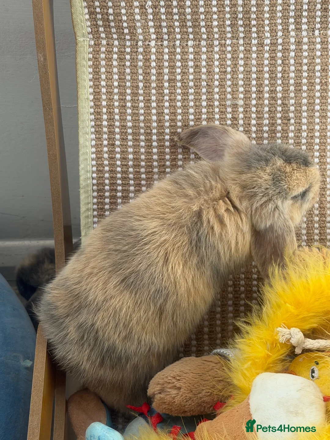 Mixed Breed rabbits for sale: Baby bunnies  - Advert 2