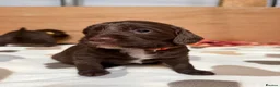 Sproodle dogs for sale: Gorgeous Chocolate Puppies in Ludlow - Advert 10