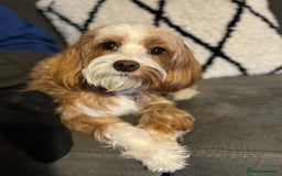 Cockapoo dogs for sale: Gorgeous F2B Cockapoo puppies  - Image 19